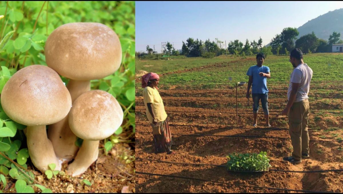 Mushroom Farming: A Low Investment Business Idea for Beginners